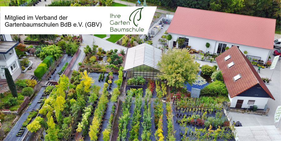 Pflanzen für Garten und Balkon kaufen bei STEIB in Roth